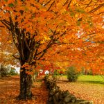 SCCfeatured-autumn-Recovered
