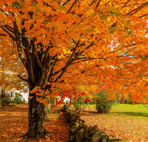 SCCfeatured-autumn-Recovered