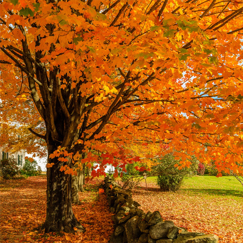SCCfeatured-autumn-Recovered